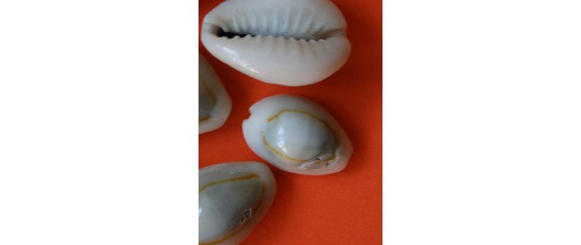 Alles mit Kaurimuscheln
