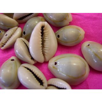 Kauri Muscheln • mit Rücken 01