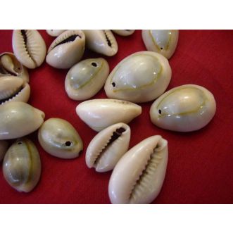 Kauri Muscheln • mit Rücken 02